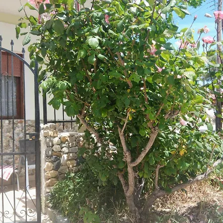 Angel's House